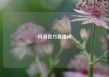 抖音官方直播间