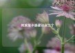 纯流量卡最建议买三个