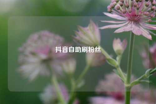 抖音自助刷粉丝  第1张